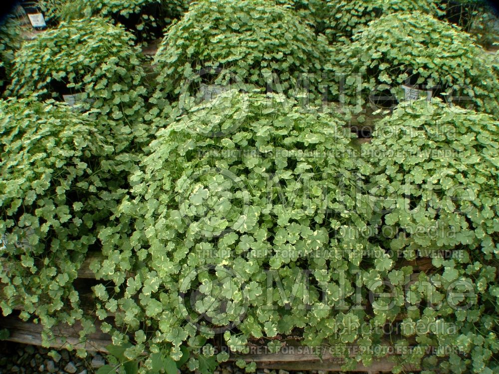 Hydrocotyle Crystal Confetti (Lawn pennywort) 1 