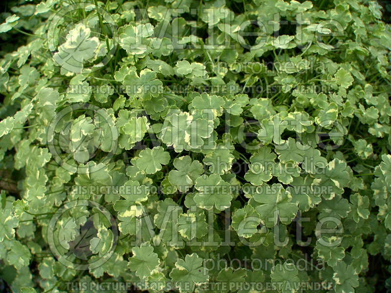 Hydrocotyle Crystal Confetti (Lawn pennywort) 2 