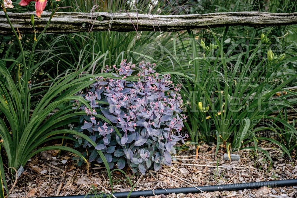 Hylotelephium aka Sedum Chocolate Cherry (Stonecrop) 1