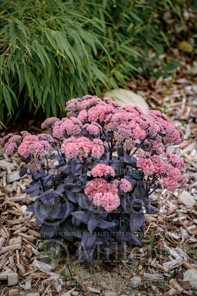 Hylotelephium aka Sedum Mojave Jewels Sapphire (Stonecrop) 2