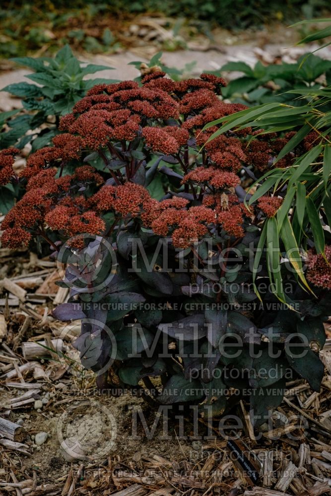 Hylotelephium aka Sedum Mojave Jewels Sapphire (Stonecrop) 1