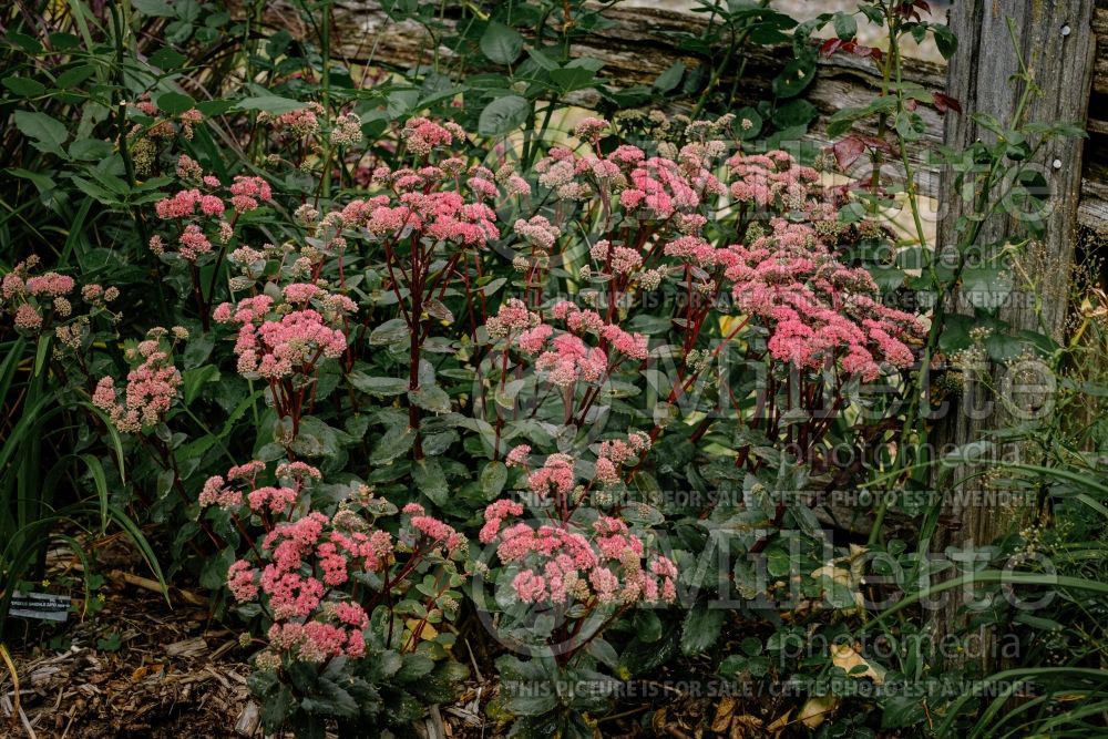 Hylotelephium aka Sedum Red Cauli (Stonecrop) 4 