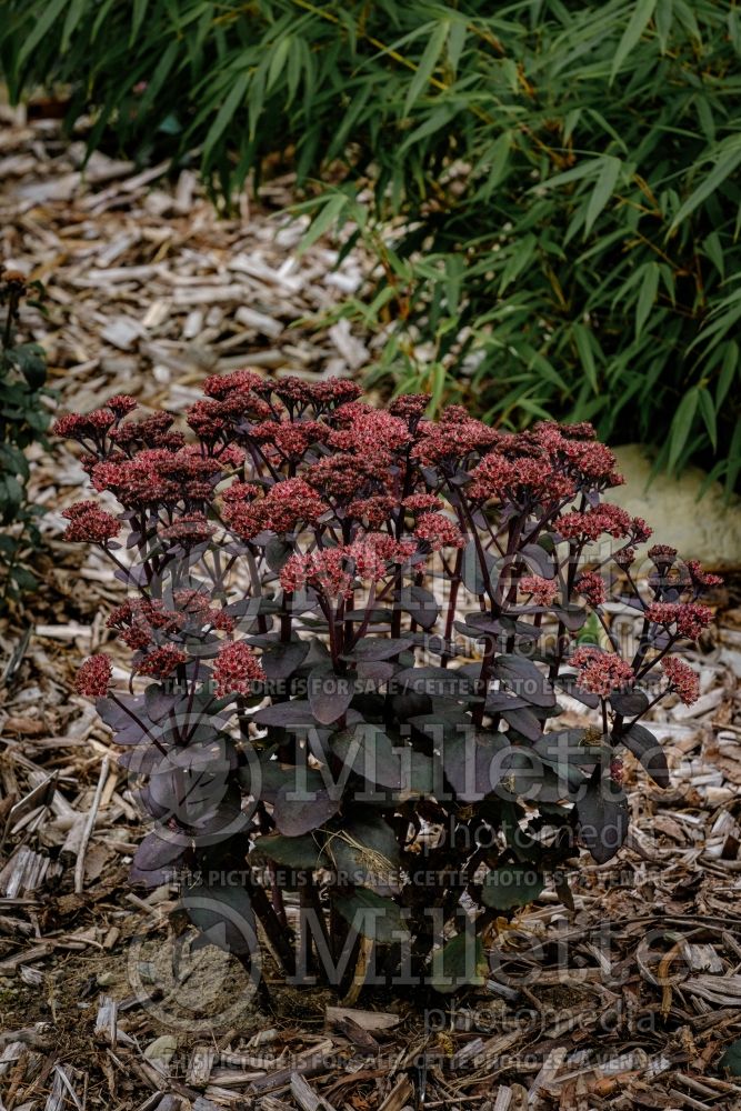 Hylotelephium aka Sedum Rock 'N Grow Back in Black (Stonecrop) 1