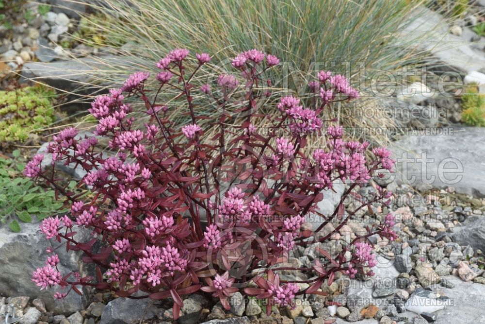 Hylotelephium SunSparkler Jade Tuffet (Stonecrop) 1 