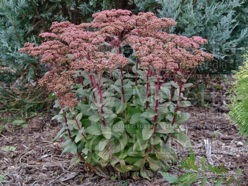 Hylotelephium Matrona (formerly classified as Sedum Matrona) (Stonecrop) 10