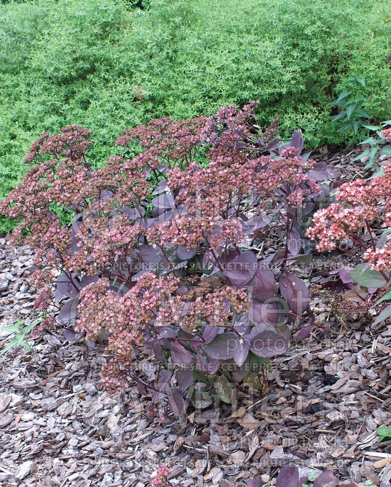 Hylotelephium aka Sedum Black Jack (Stonecrop) 3 