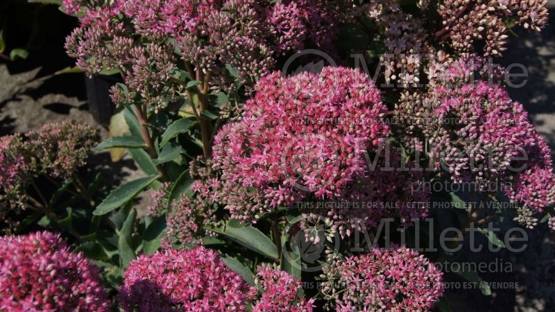 Hylotelephium or Sedum Munstead Dark Red (Stonecrop) 3 