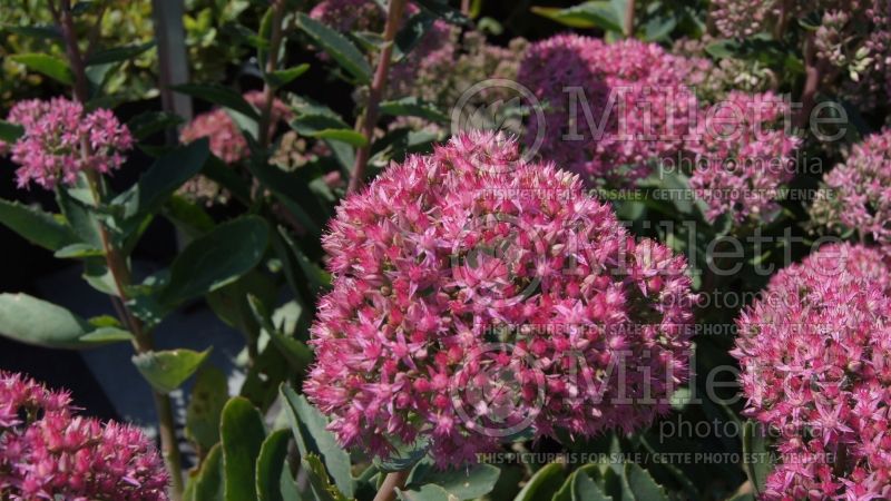 Hylotelephium or Sedum Munstead Dark Red (Stonecrop) 5 