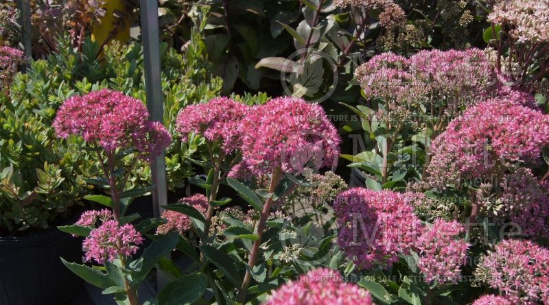 Hylotelephium or Sedum Munstead Dark Red (Stonecrop) 1 