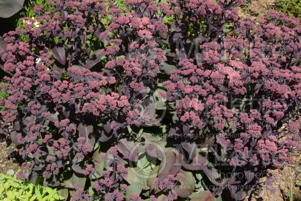 Hylotelephium or Sedum Xenox (Stonecrop) 3 