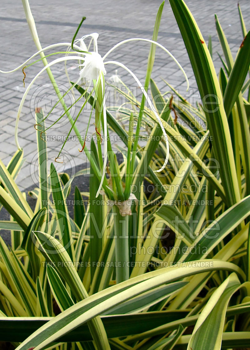 Hymenocallis Variegata (Spider Lily) 1