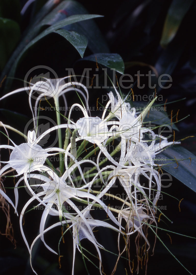 Hymenocallis liriosme (Spring spider lily) 1