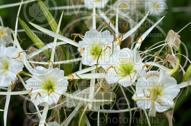 Hymenocallis liriosme (Spring spider lily) 3 