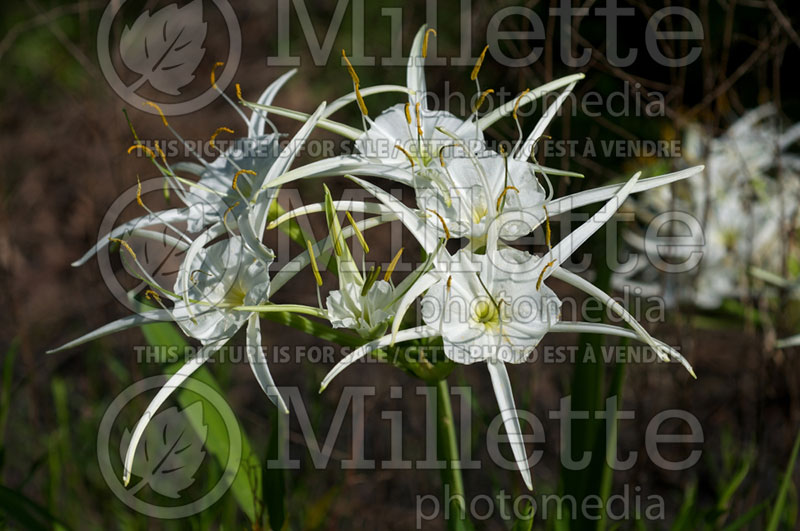 Hymenocallis liriosme (Spring spider lily) 2 