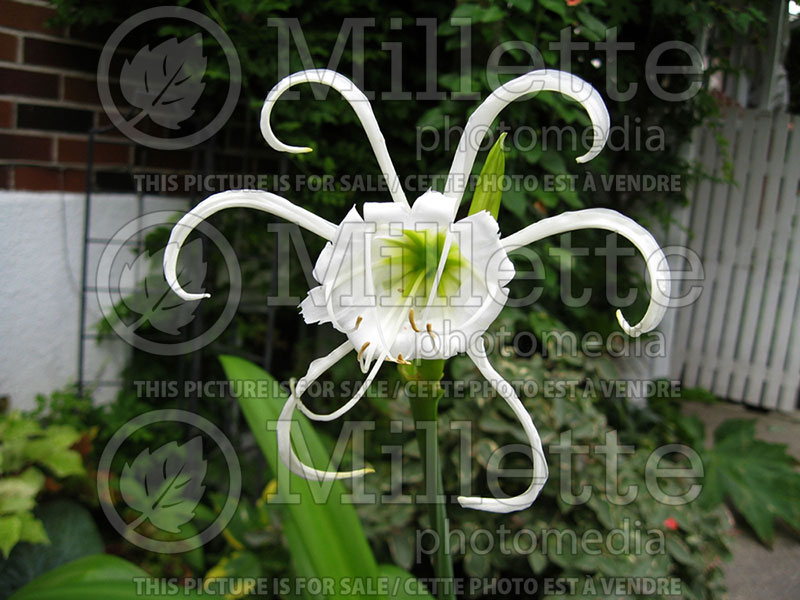 Hymenocallis narcissiflora (Peruvian daffodil) 1 