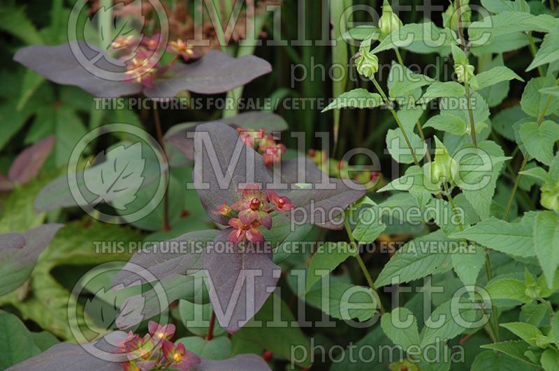 Hypericum Albury Purple (St. Johnswort)  5