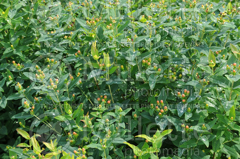 Hypericum Ignite Scarlet Red or Sieball (St. Johnswort) 1 