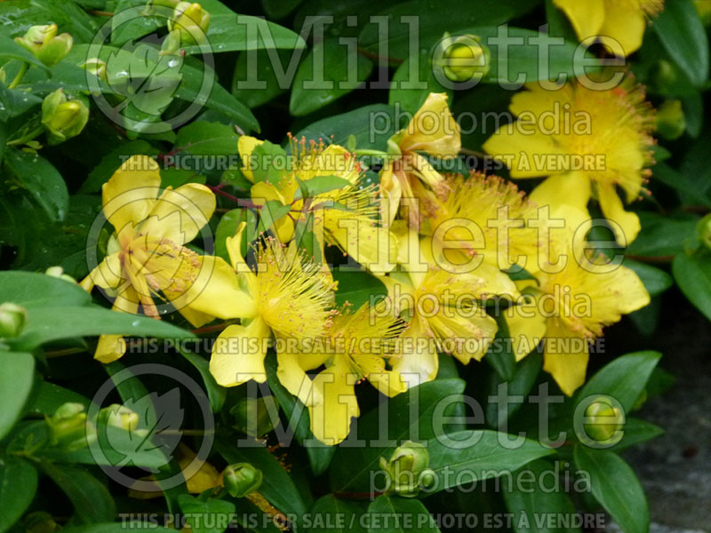 Hypericum calycinum (St. Johnswort) 2 