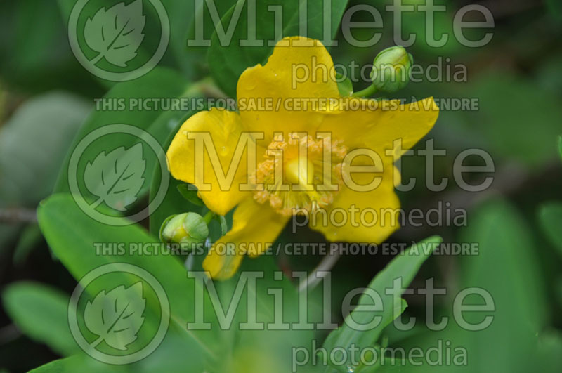 Hypericum Sunburst (St. Johnswort) 1 