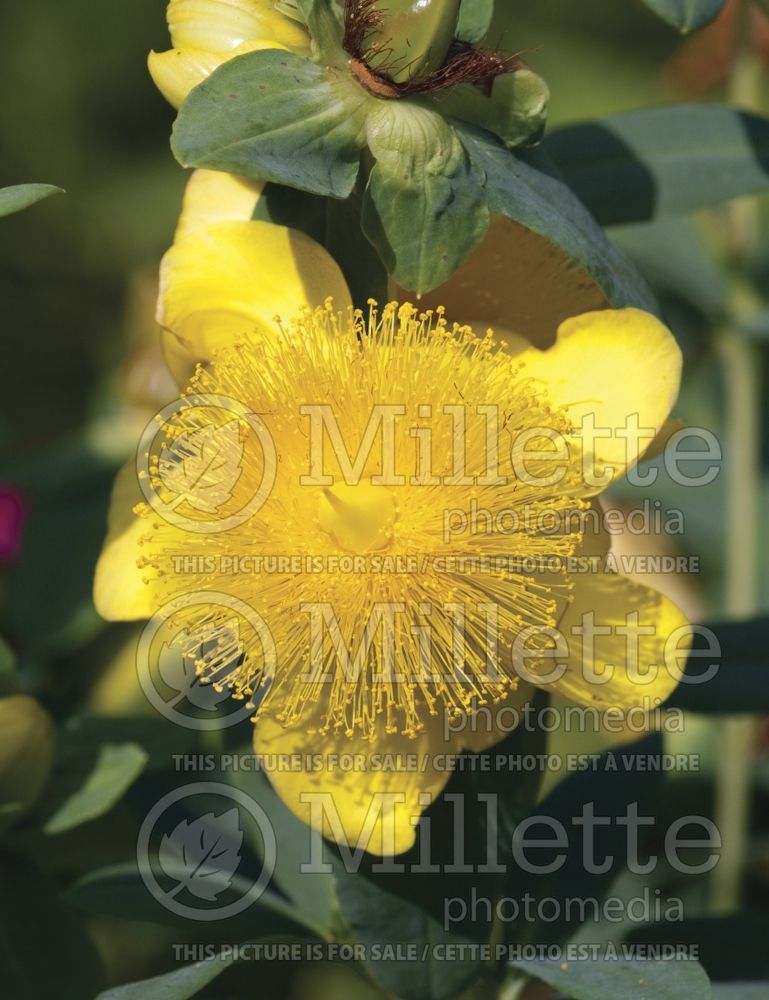 Hypericum Sunburst (St. Johnswort) 2 