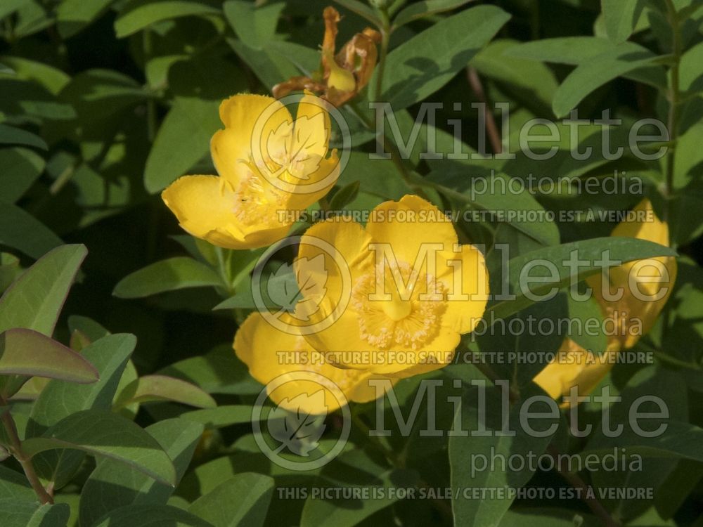 Hypericum Hidcote (St. Johnswort) 2 