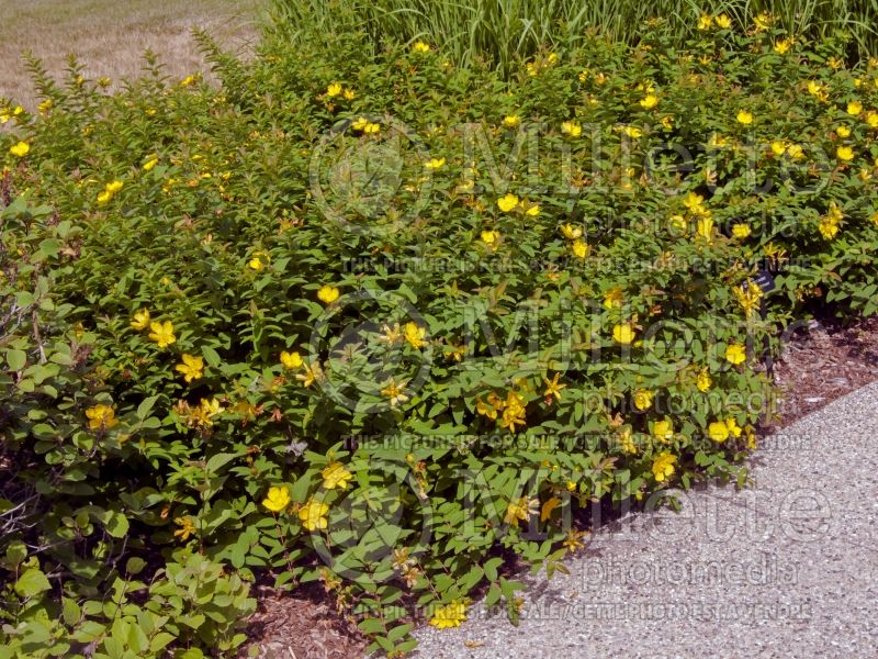 Hypericum Hidcote (St. Johnswort) 3 