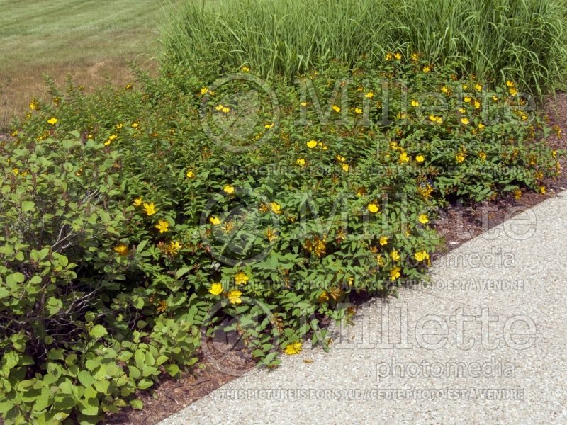 Hypericum Hidcote (St. Johnswort) 4 