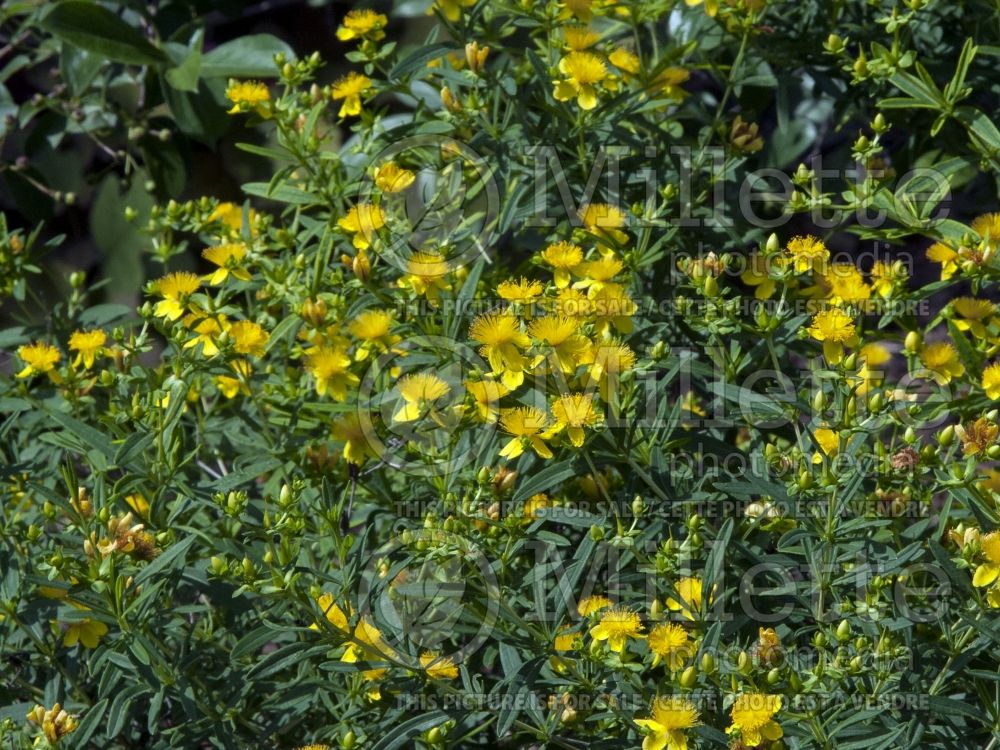 Hypericum kalmianum (St. Johnswort) 4 