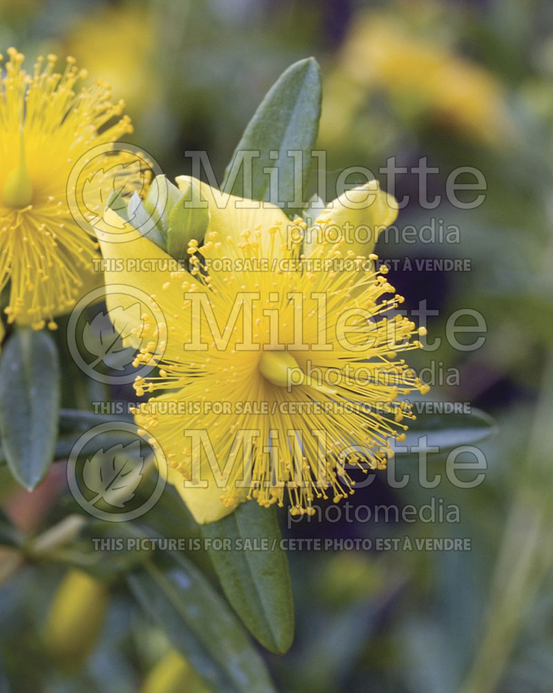 Hypericum kalmianum (St. Johnswort)  1