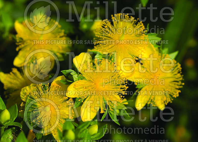 Hypericum Ames (St. Johnswort) 1 