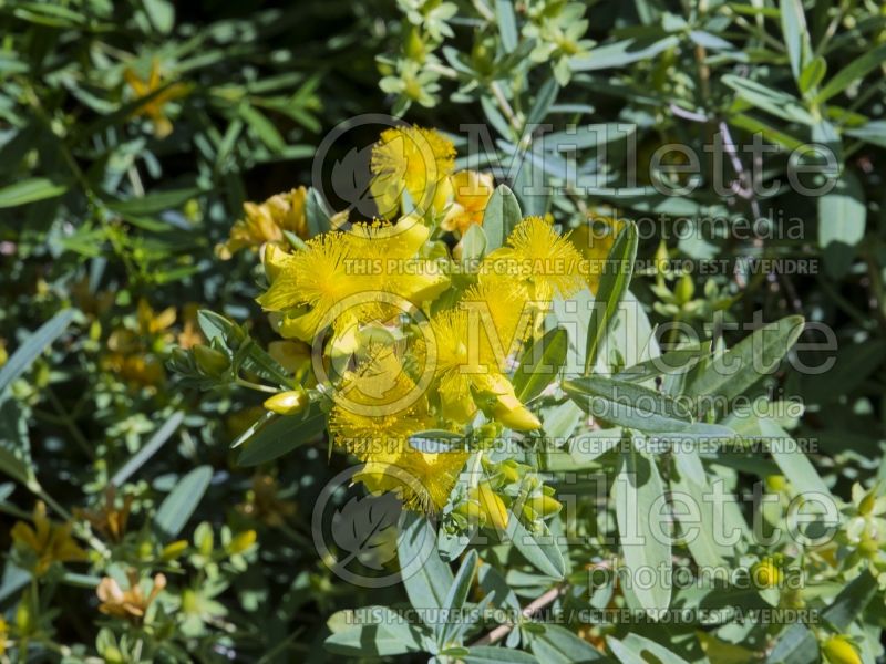 Hypericum Blue Velvet (St. Johnswort) 2 