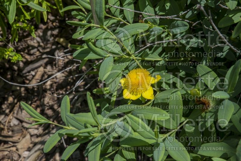 Hypericum Blue Velvet (St. Johnswort) 1 