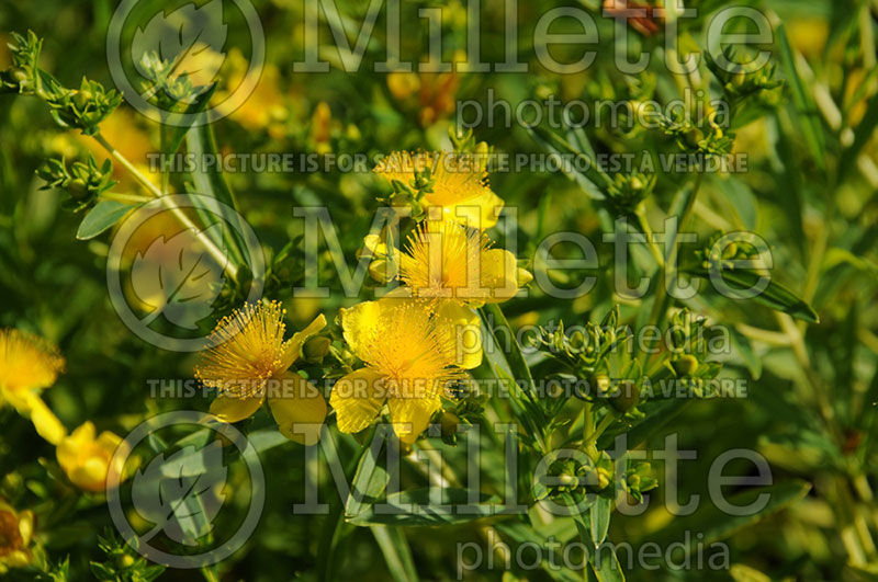 Hypericum Gemo (St. Johnswort) 1 