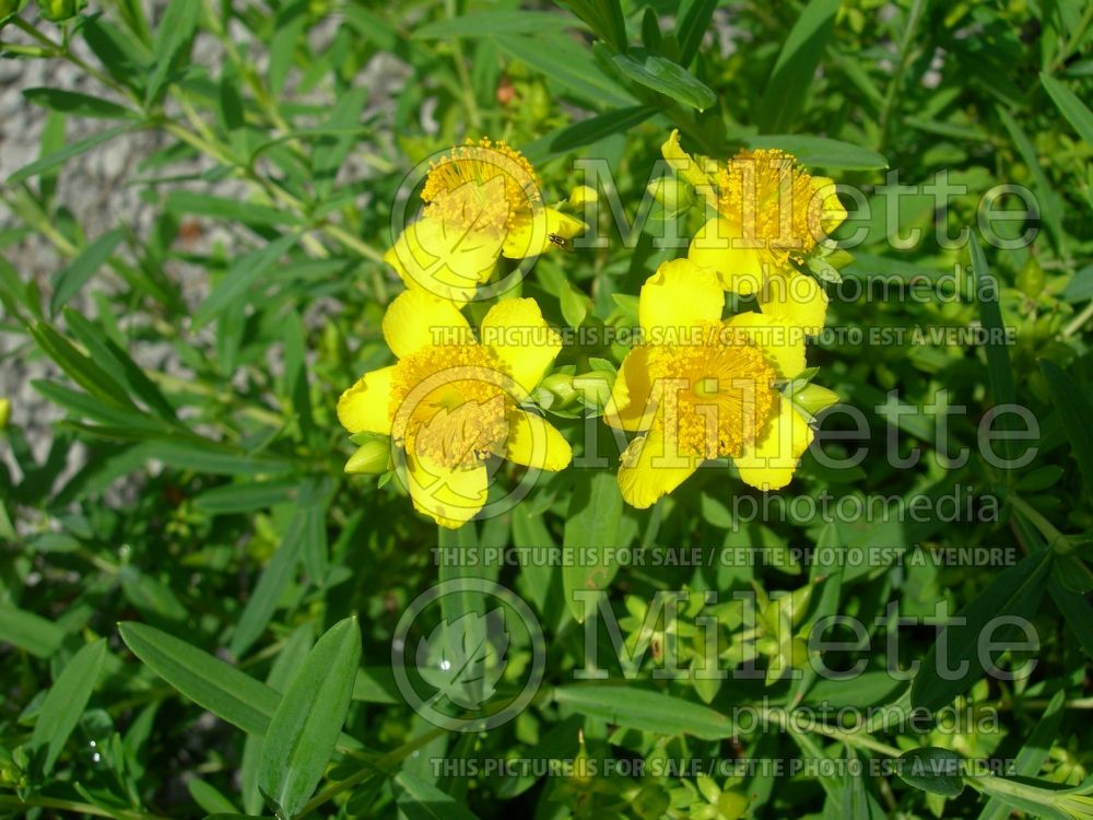 Hypericum kalmianum (St. Johnswort)  2