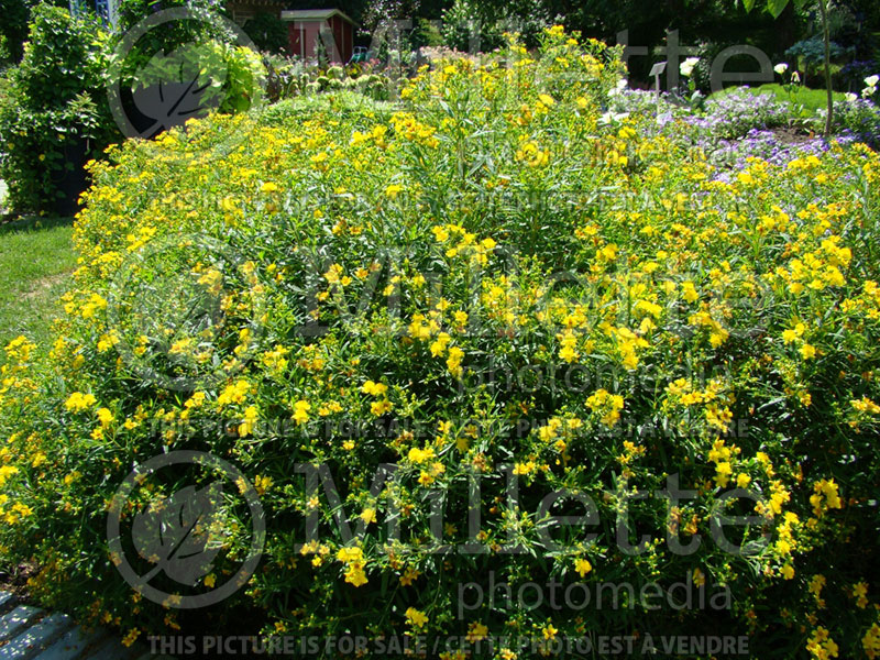 Hypericum Sunny Boulevard (St. Johnswort) 4 