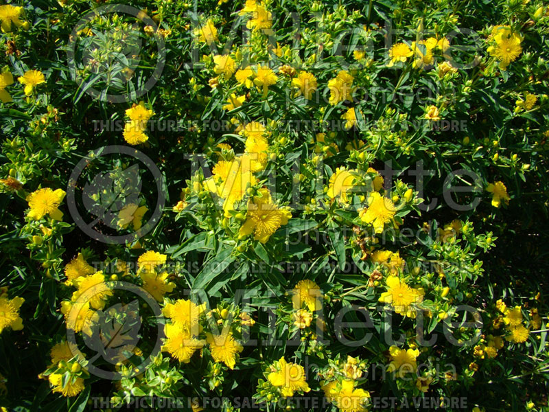 Hypericum Sunny Boulevard (St. Johnswort) 3 