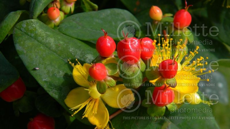 Hypericum Miracle Attraction (St. Johnswort) 1 