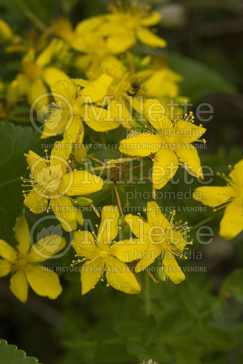 Hypericum perforatum (St. Johnswort)  1