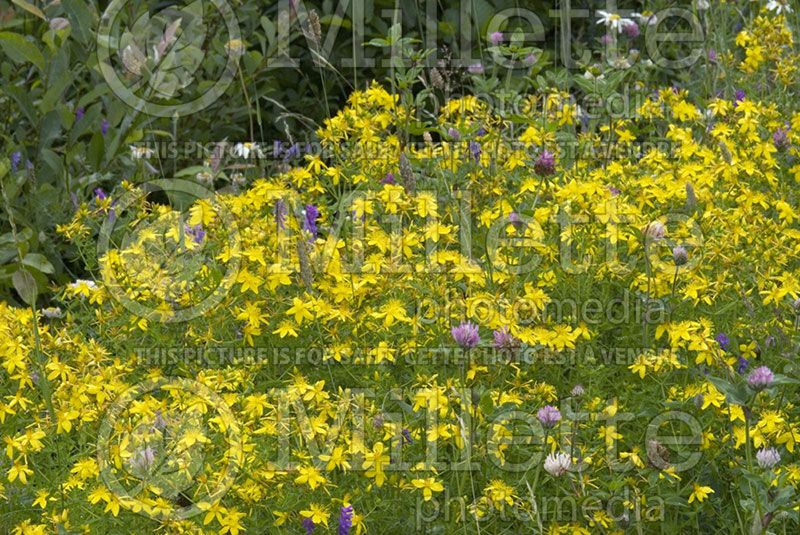 Hypericum perforatum (St. Johnswort)  2