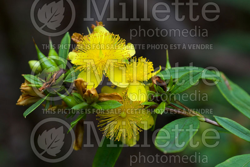 Hypericum prolificum (St. Johnswort) 1 