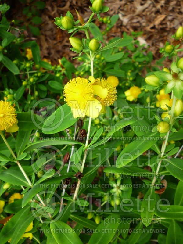 Hypericum prolificum (St. Johnswort) 2 