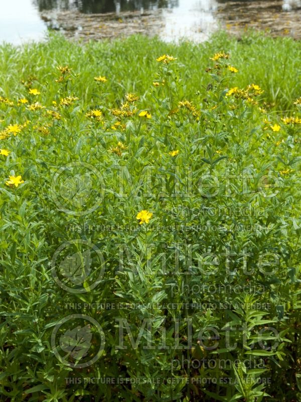 Hypericum pyramidatum (St. Johnswort) 2 