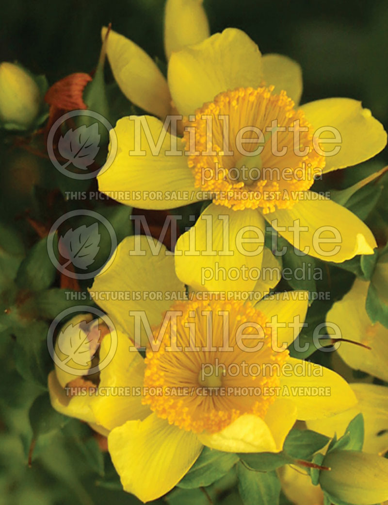 Hypericum Sunny Boulevard (St. Johnswort) 1 