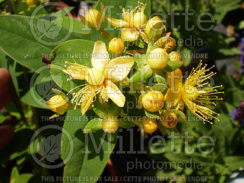 Hypericum Sweet Lion (St. Johnswort) 1 