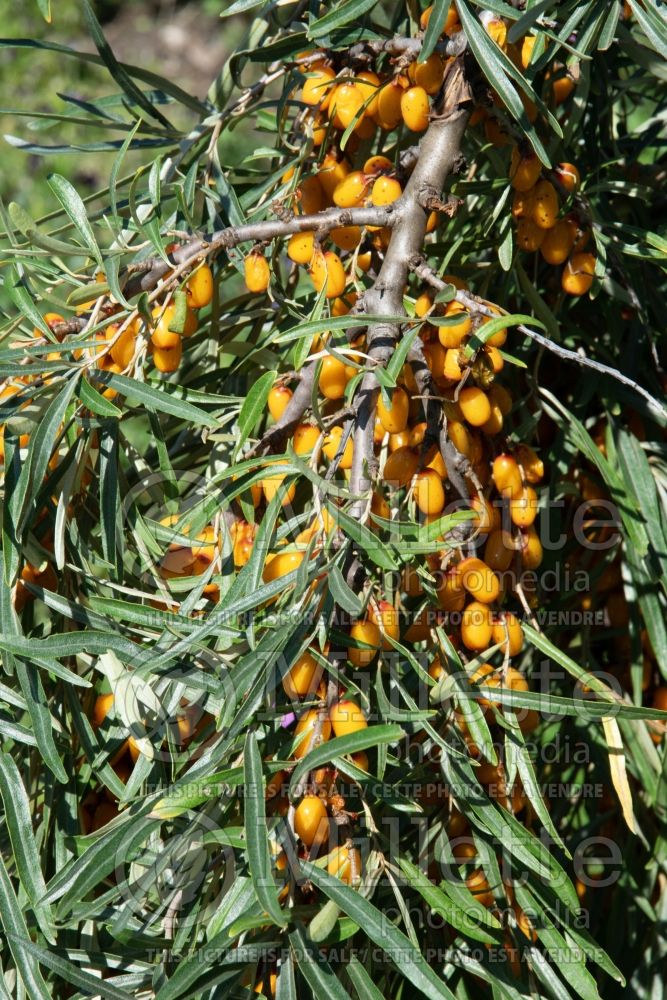 Hyppophea Siberian Splendor (Sea Buckthorn, Sea Berry fruit) 1