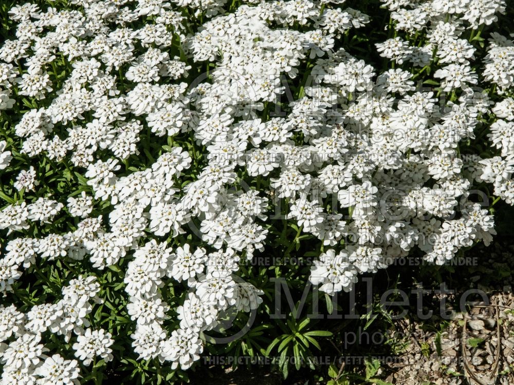 Iberis Purity (Candytuft) 2