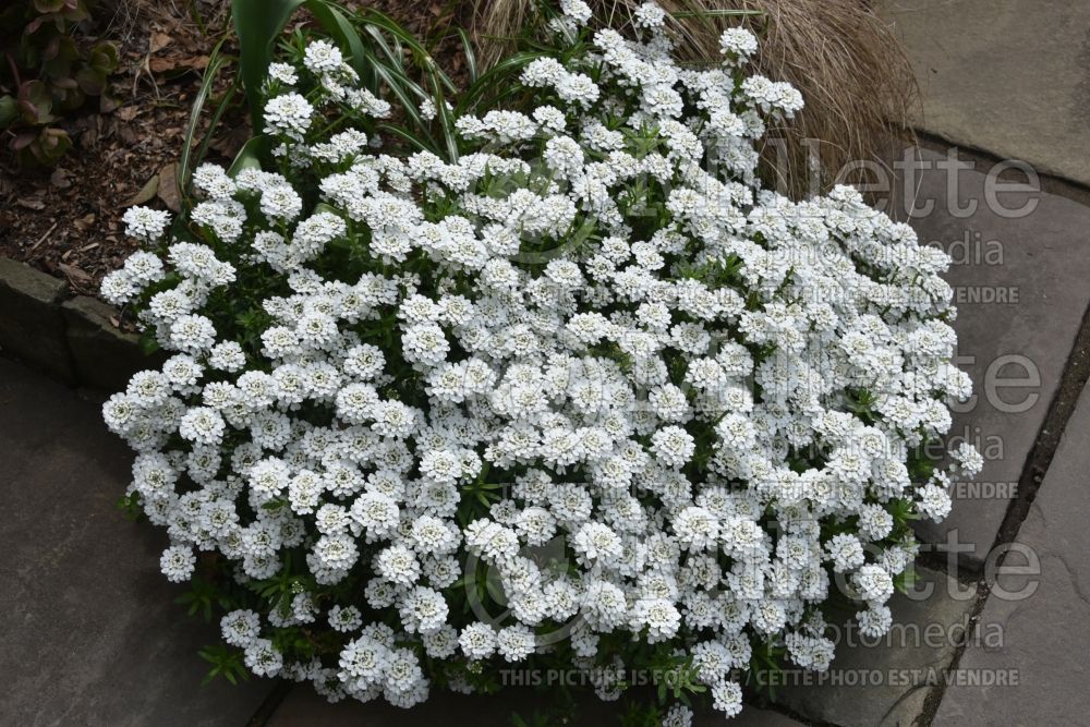 Iberis Purity (Candytuft) 6