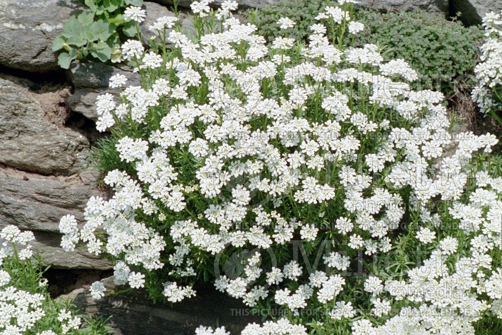 Iberis Purity (Candytuft) 5