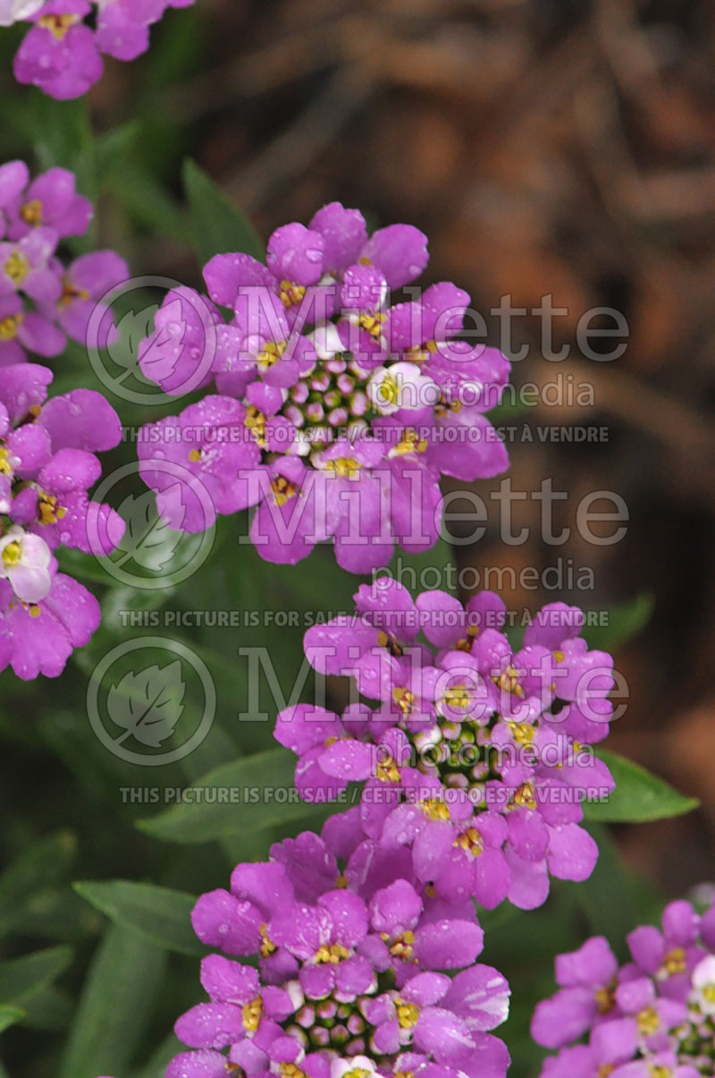 Iberis Absolutely Amethyst (Candytuft) 1 