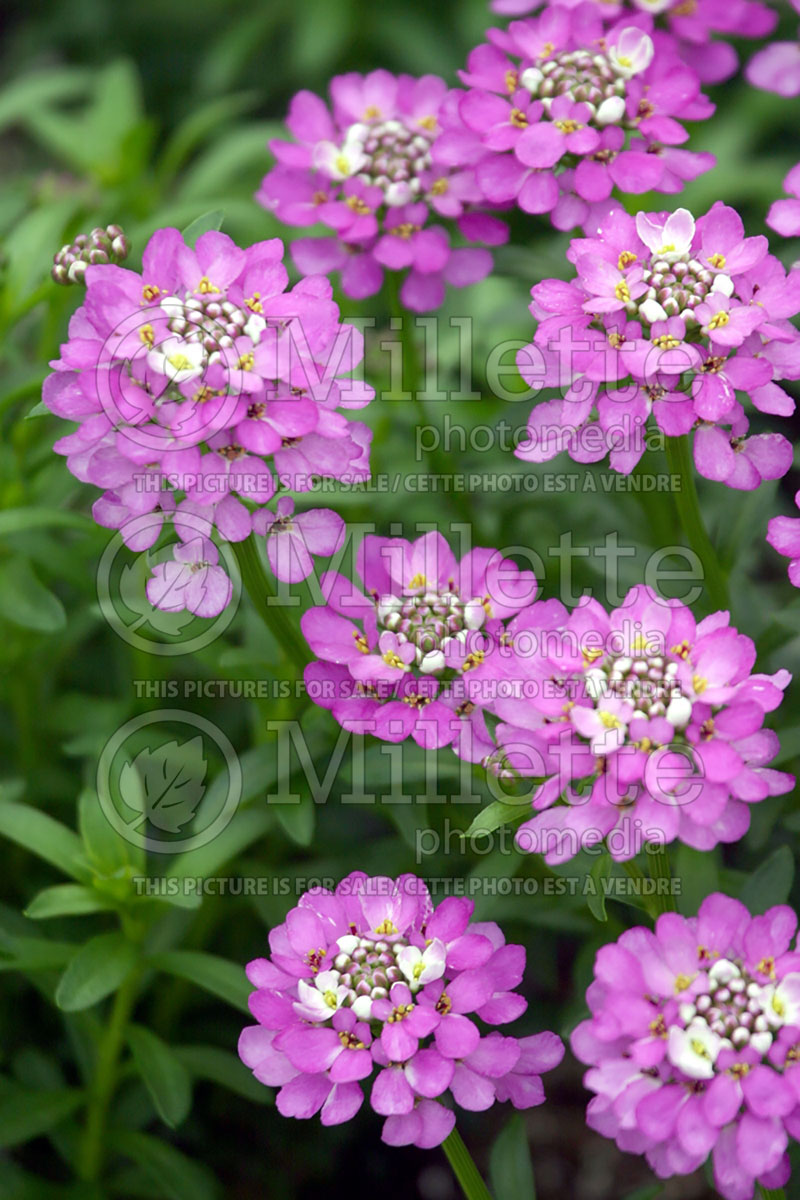 Iberis Absolutely Amethyst (Candytuft) 2 